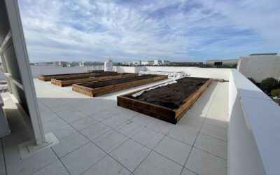Toiture terrasse à Blagnac (Toulouse) : Et si le potager collectif était l’avenir de nos toits ?